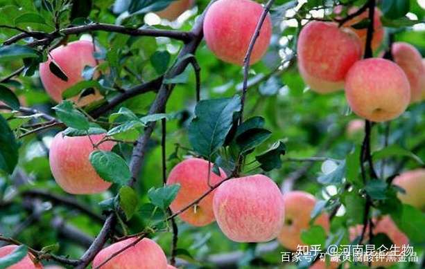 苹果保花保果冲施什么肥料好 苹果保花保果用什么复合肥 知乎