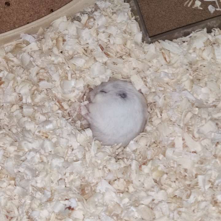 仓鼠睡觉发抖是为什么呢?