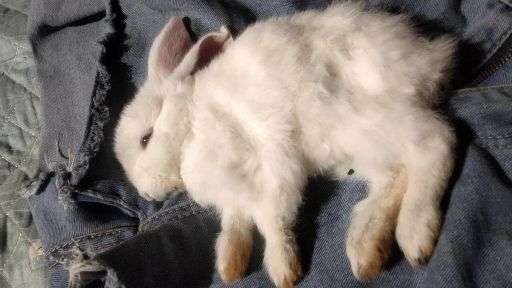 小兔子无精打采侧躺老是张嘴还有微弱的心跳是要凉了吗