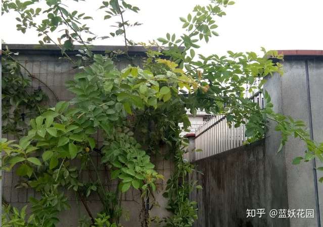 蓝妖 一步步剖析蔷薇月季开花后的修剪方法 知乎 蓝妖 一步步剖析蔷薇月季开花后的修剪方法 知乎