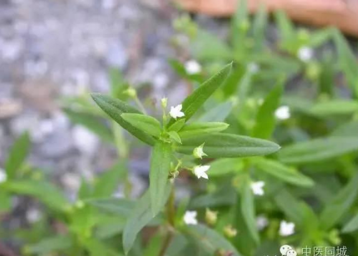 白花蛇舌草 清热解毒老司机 知乎
