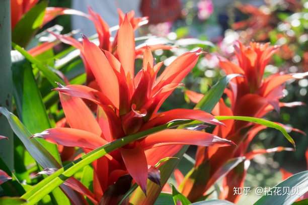 21年几款经典的年宵花品种 知乎