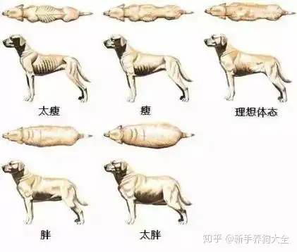 宠物医生 如果你家狗狗这样走路 请立即带它来见我 知乎 宠物医生 如果你家狗狗这样走路 请立即带它来见我 知乎