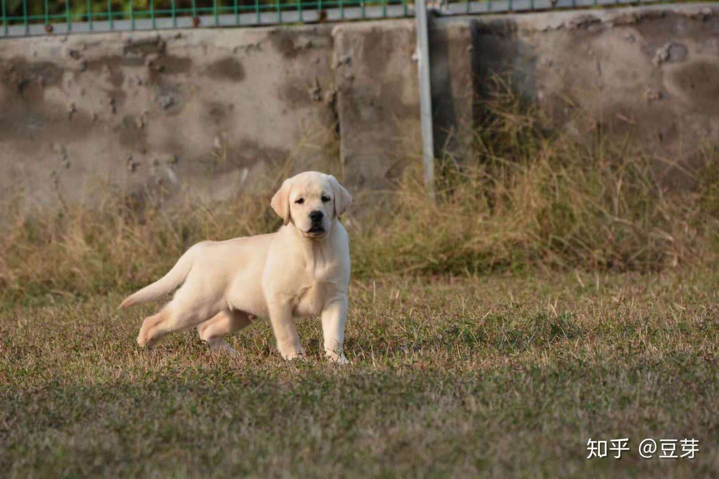 喜欢纯种犬的朋友一定要知道什么是cku Akc Fci 知乎