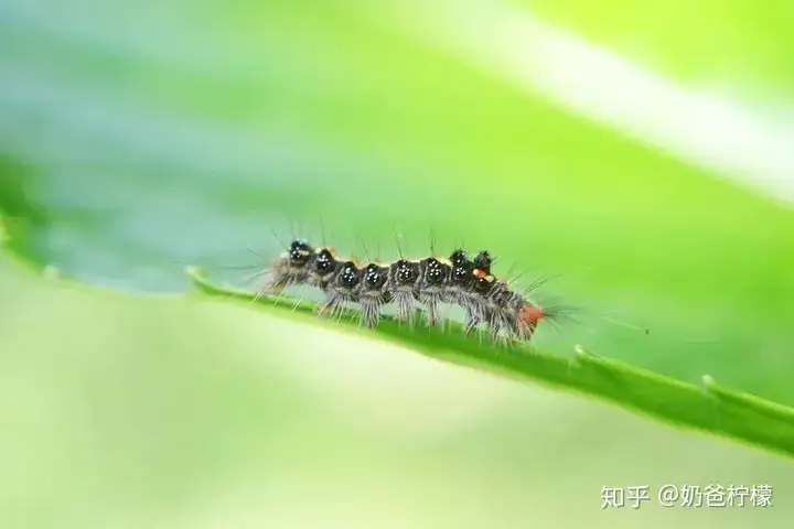 广信股份 | 一家护城河较高的细分农药龙头