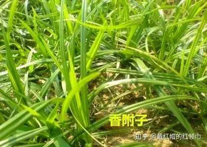田间杂草认不清 与农药瓶上的草名对不上号 来看高清大图 知乎 田间杂草认不清 与农药瓶上的草名对不上号 来看高清大图 知乎