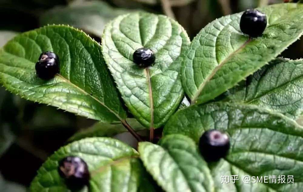 寄生虫让植物变异出的婴房 你很可能已经吃了不少 知乎