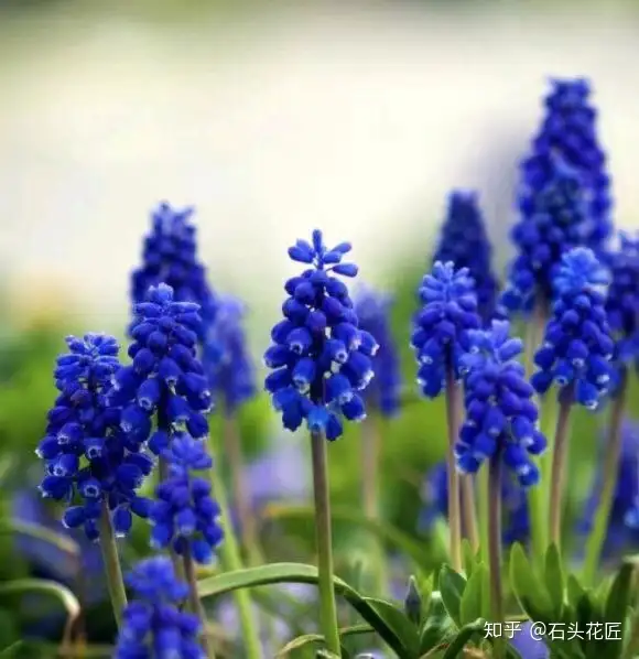 它是受欢迎的 网红花 花朵像紫色 葡萄 一串又一串 知乎