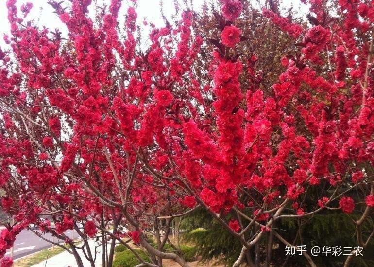 樱花中国红樱花繁花似锦 知乎