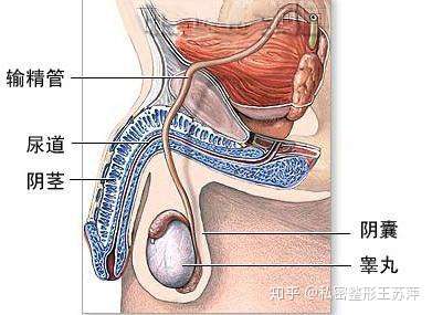 为什么两侧睾丸会高度不一样 知乎