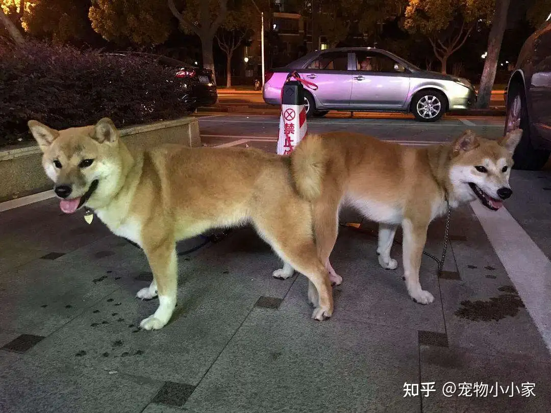 狗狗交配那些“秘密”，原来很多人都不知道- 知乎