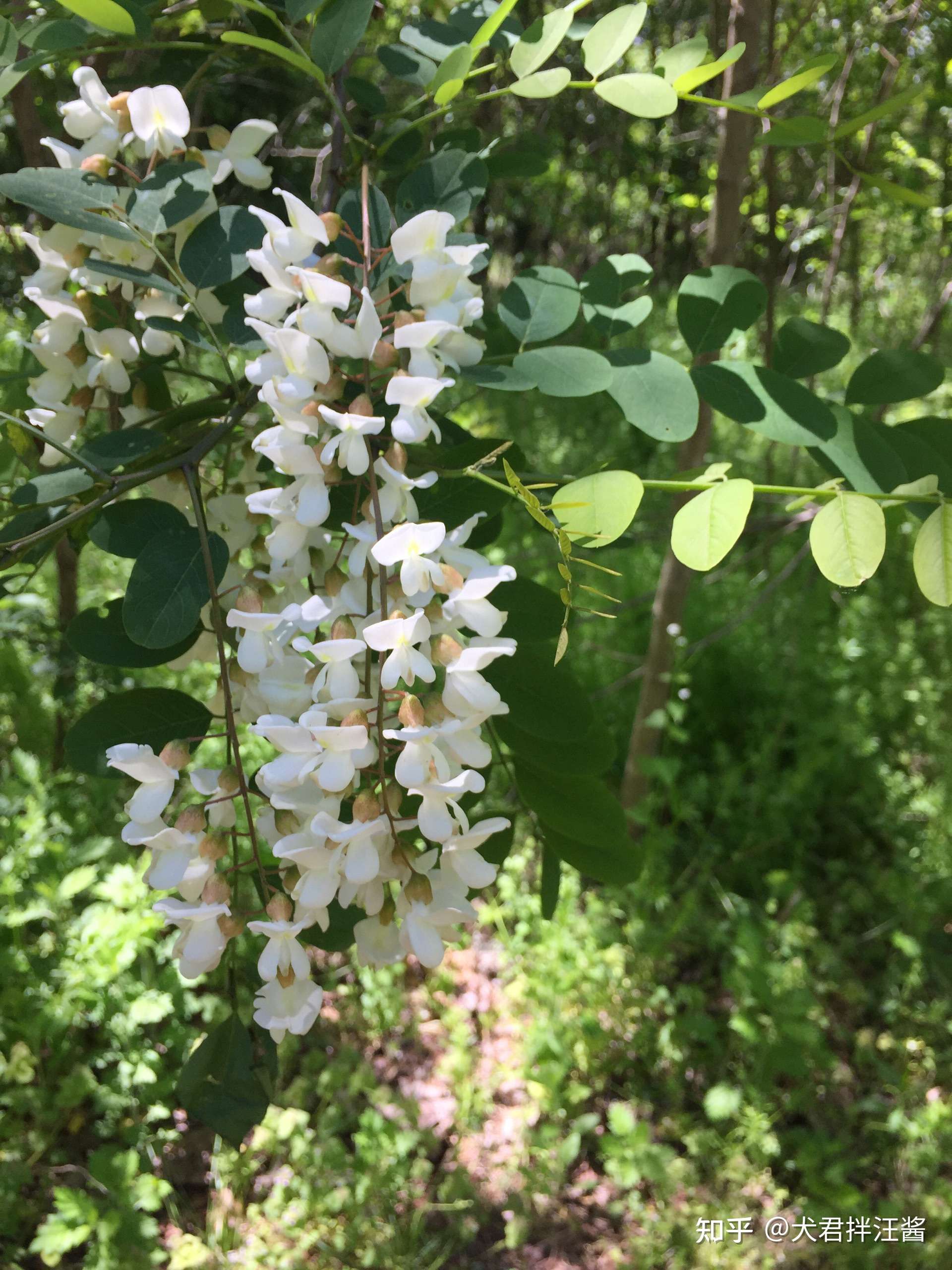 犬君拌汪酱 的想法: 五月份的槐花_(:з」∠)_ 【万物皆可撸 1