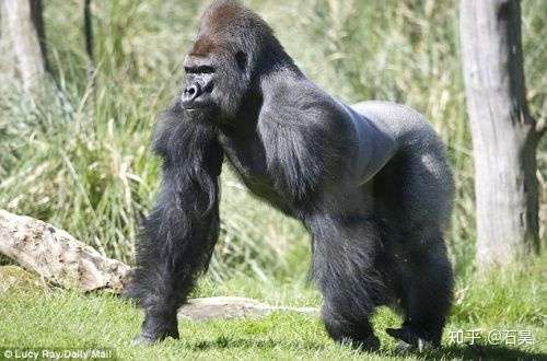 六耳猕猴:西游记里最大的秘密 - 茶余饭后 - 云阳人家