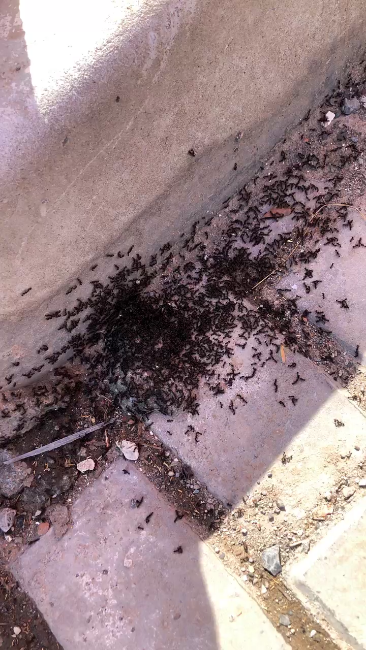 蚂蚁被踩死的图片图片