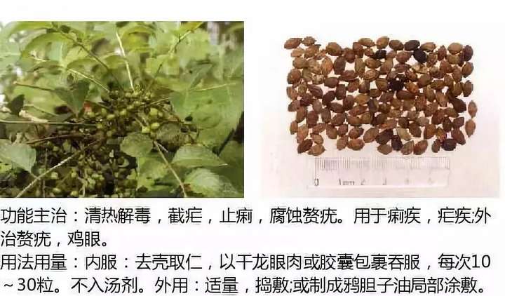 500余种中草药图  第55张