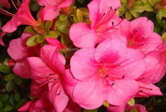 如何分辨蜂蜜是否有毒 知乎