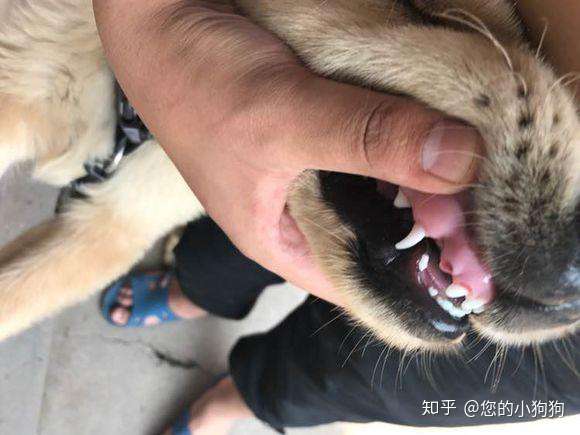 金毛犬的换牙期 换牙期需要注意些什么 知乎