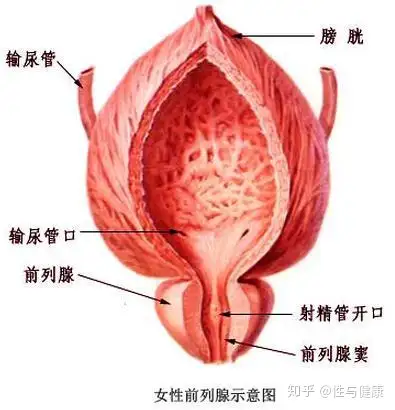 女性前列腺是哪个部位图片