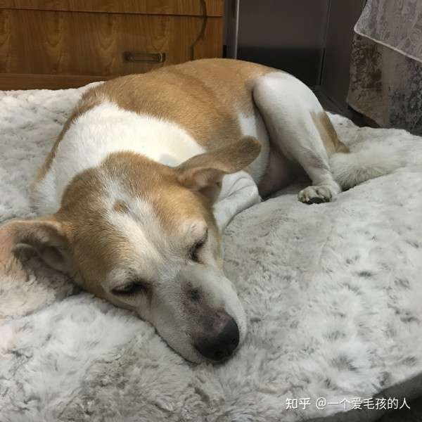 狗狗脚趾长肿瘤 知乎