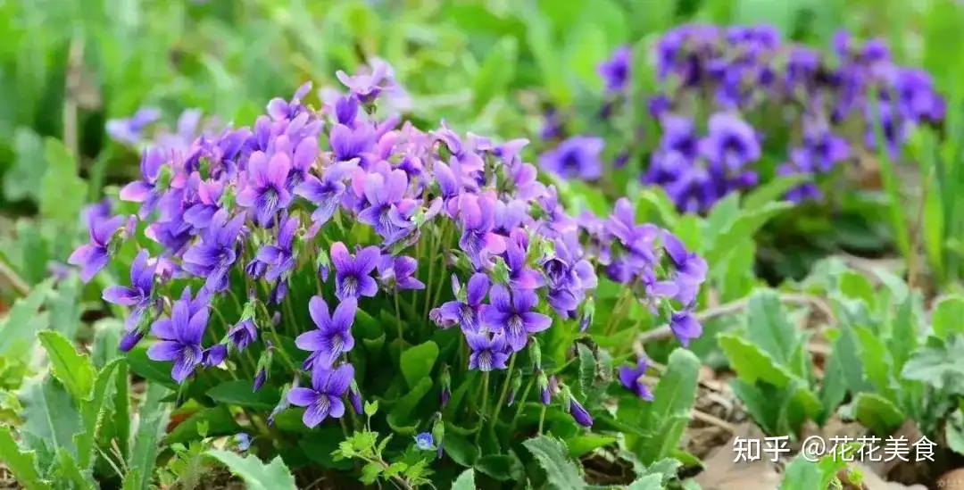50种蓝紫色的花卉植物 美到令人窒息 知乎 50种蓝紫色的花卉植物 美到令人窒息 知乎