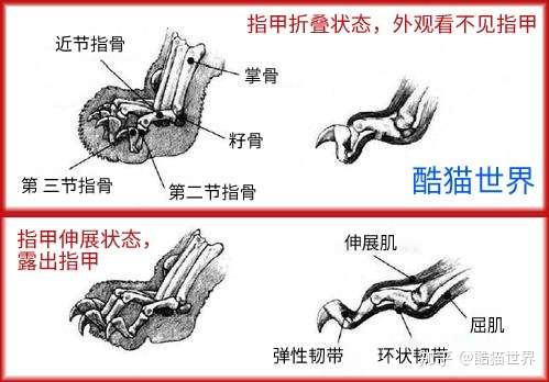 猫咪的十个冷知识——你知道几个?