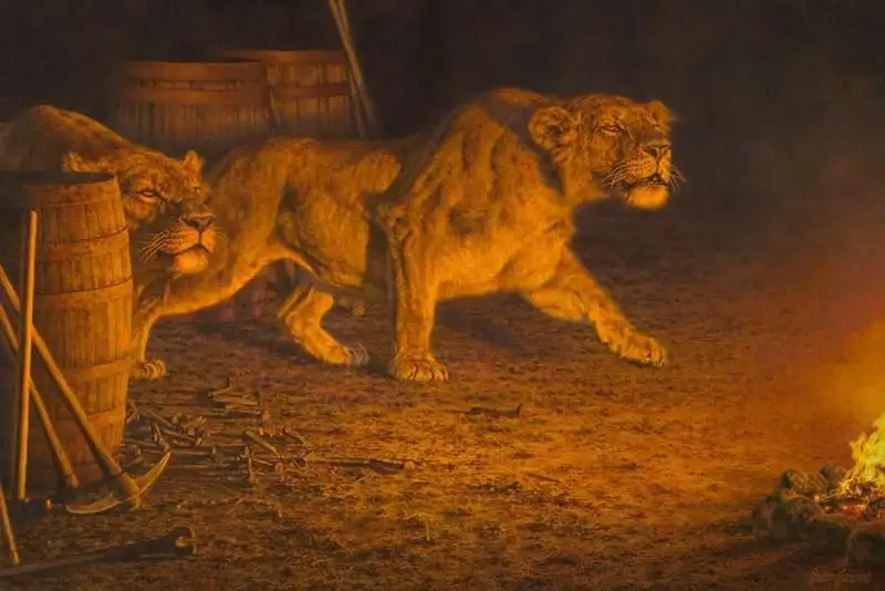 两头狮子横行察沃，吃了135人，还会反跟踪，最后怎样了？ - 知乎