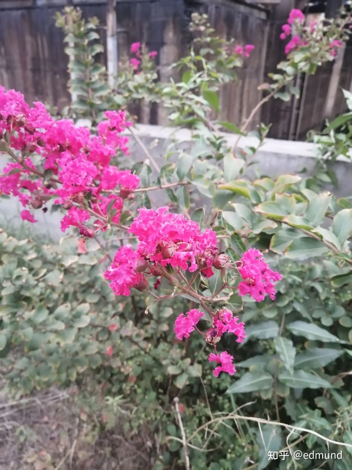 紫薇花 知乎 紫薇花 知乎