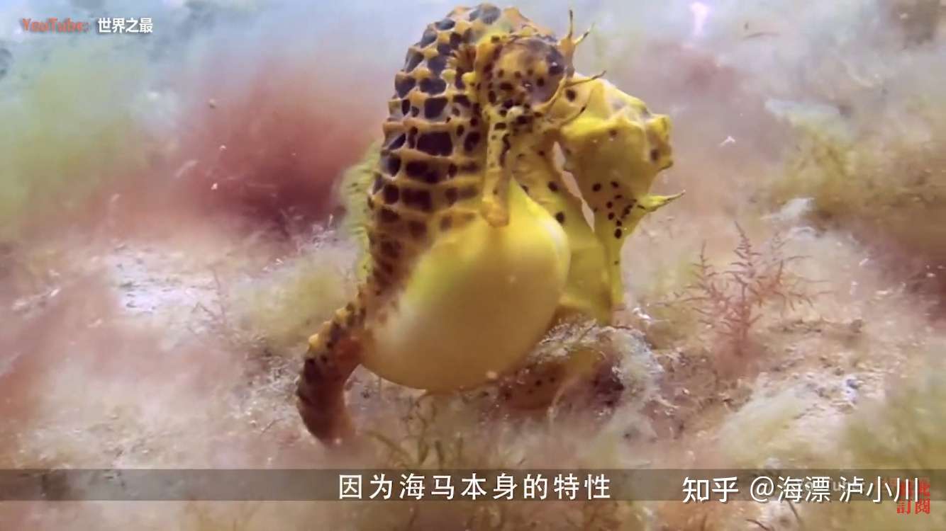 鱼真的只有7秒的记忆? - 知乎