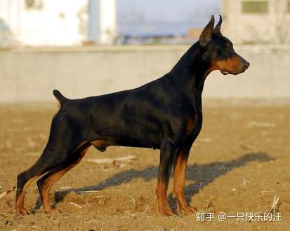 杜賓犬性格怎麼樣杜賓犬的性格解析