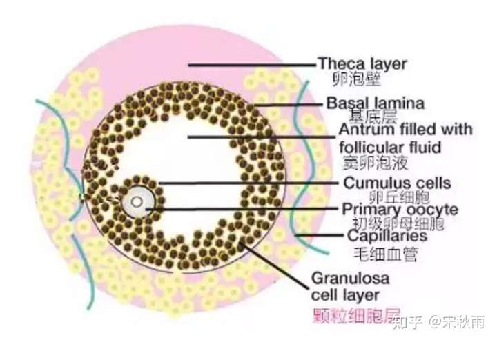 卵泡基本结构