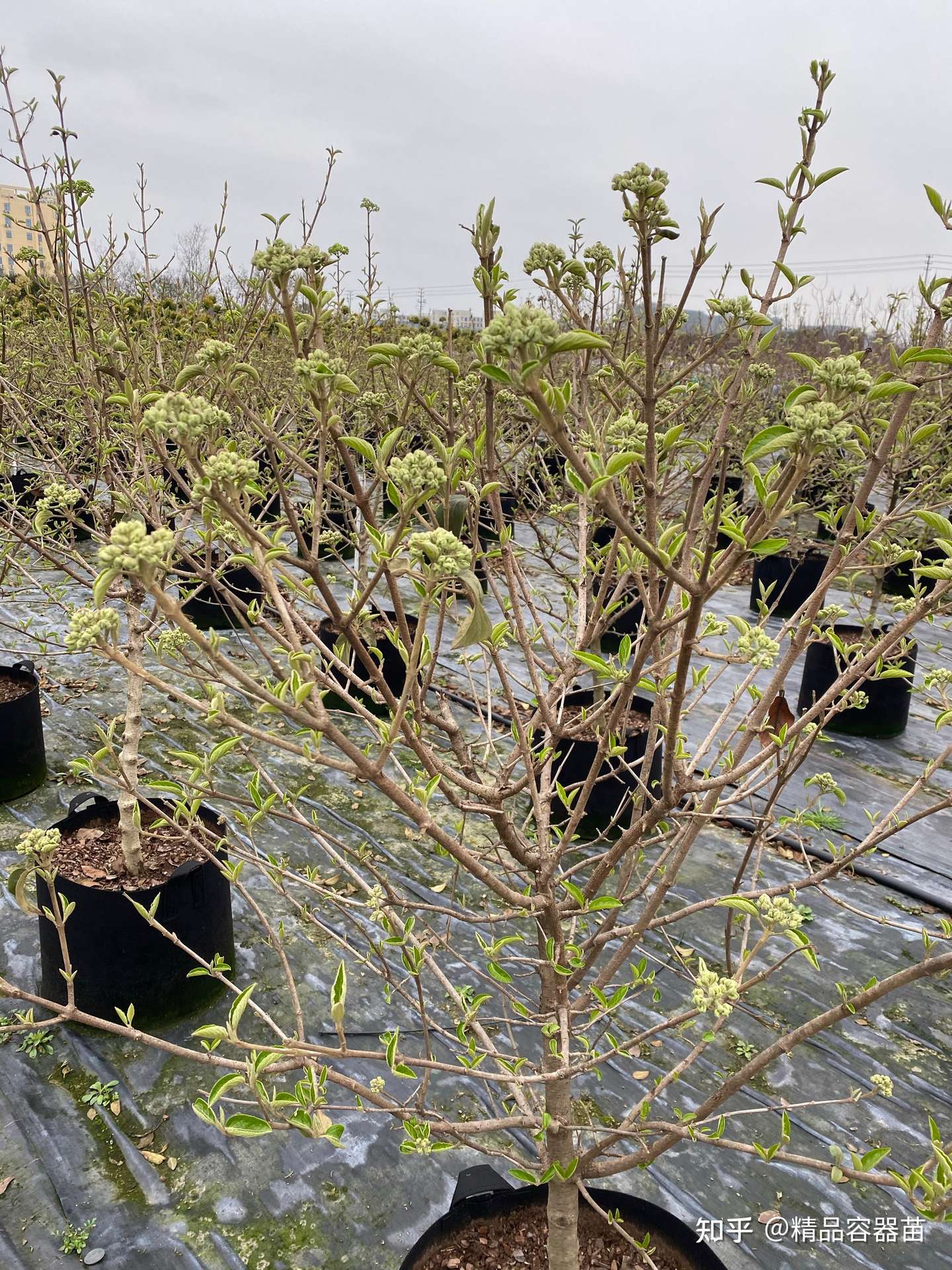 接下来霸占眼眶的几款户外植物 知乎