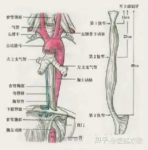 食管齿状线解剖图片