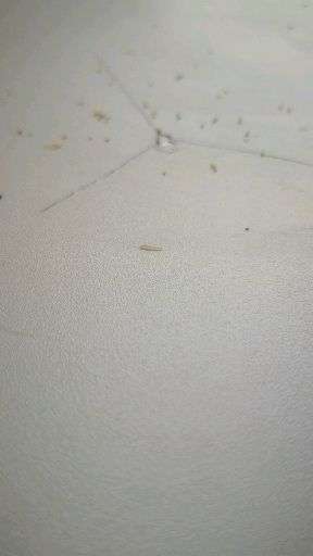 塑料板凳上出现了米白色头部黄色的虫子(附图)想问下这是什么虫子