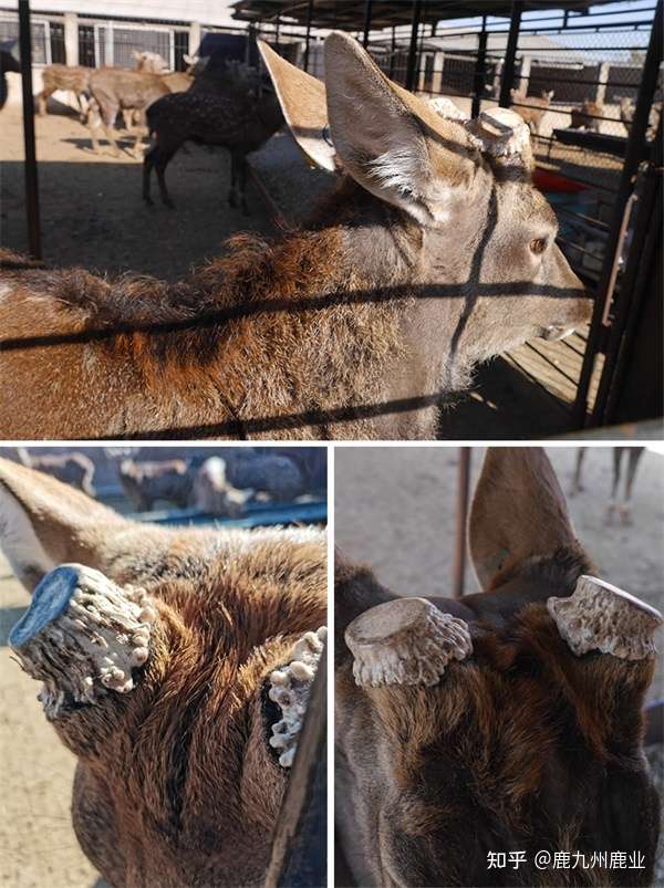 鹿九州鹿业 鹿角帽是什么 鹿角帽粉怎么吃 知乎