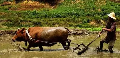 夹板一套鞭子身上跳好在皮厚活好生活就是忍受