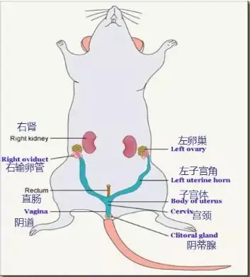 小鼠子宫是y型双子宫(图1),卵巢为系膜包绕,不与腹腔相通,故无宫外孕