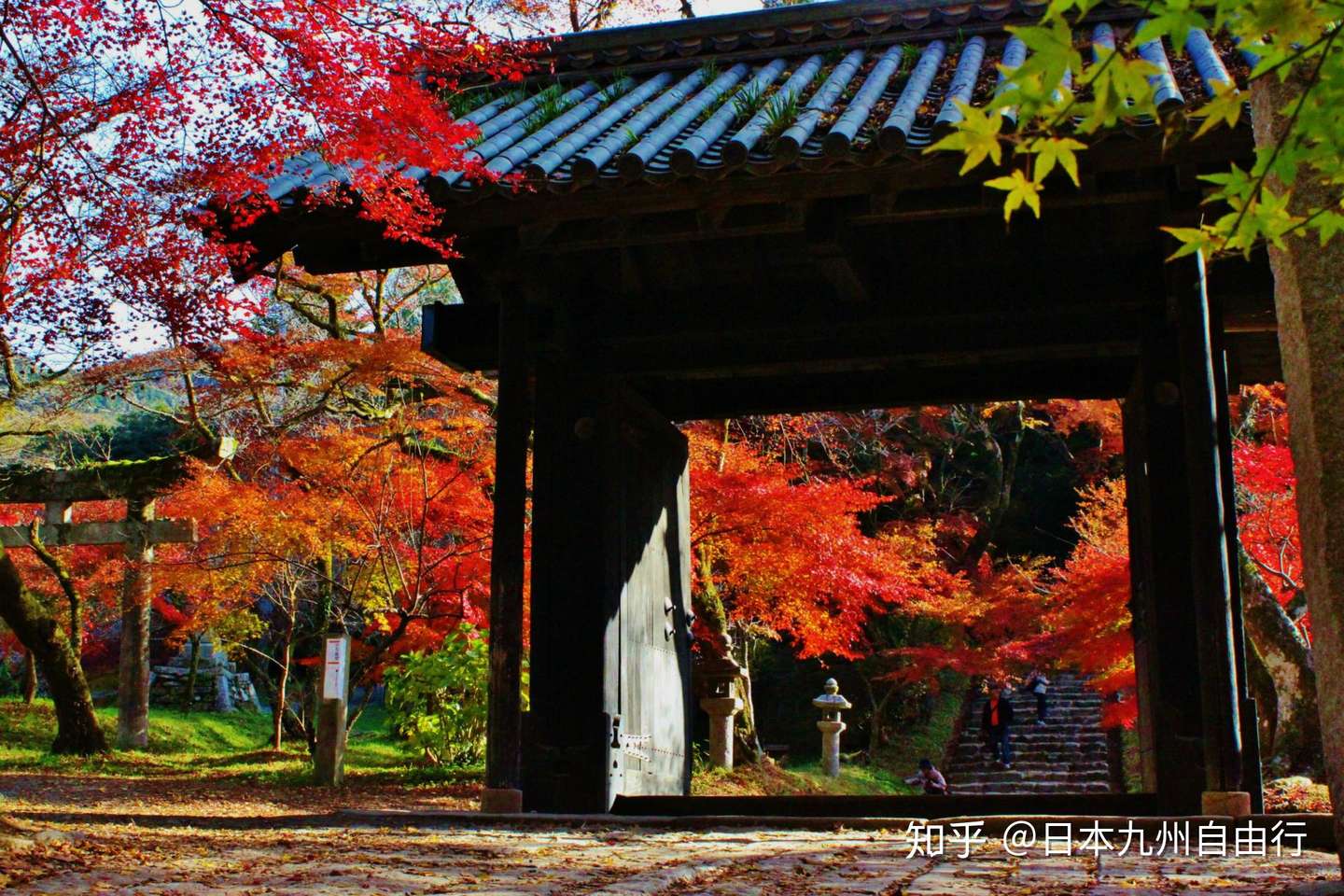细雨红叶 古色秋月 知乎