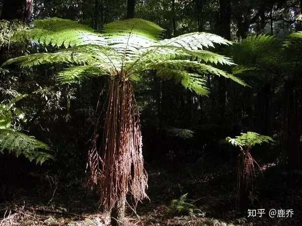 由于在恐龙时代没有草较小的食草动物吃什么类型的植物