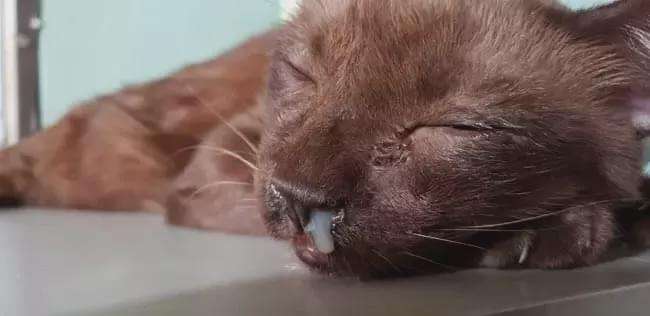 鼻炎复发季,警惕猫咪的慢性鼻窦炎