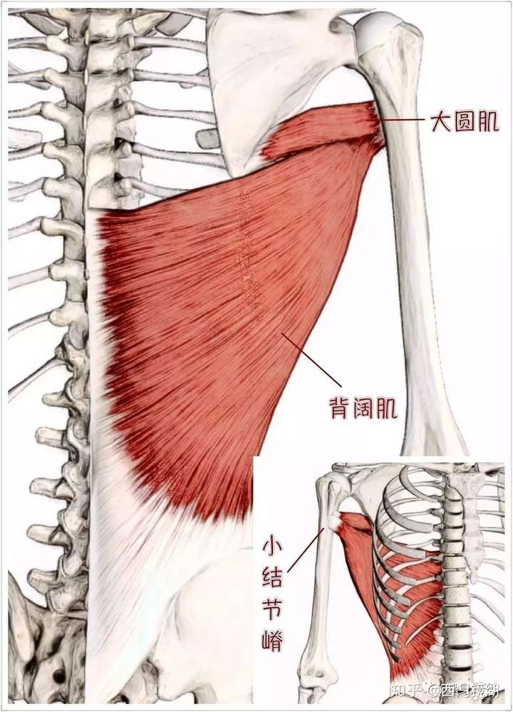 杠铃划船练背阔肌还是斜方肌? - 知乎
