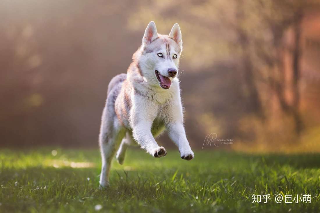 新手养狗 千万别碰哈士奇 知乎