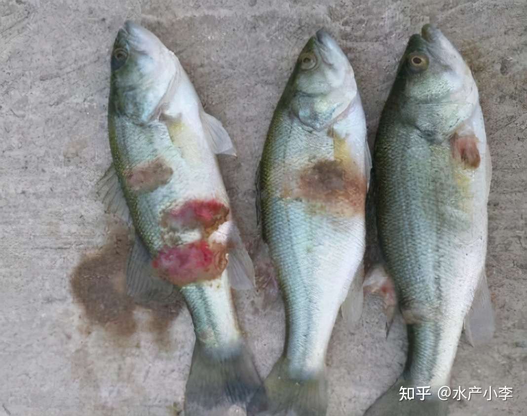 近期加州鲈花身 烂身问题比较严重 该如何处理 知乎