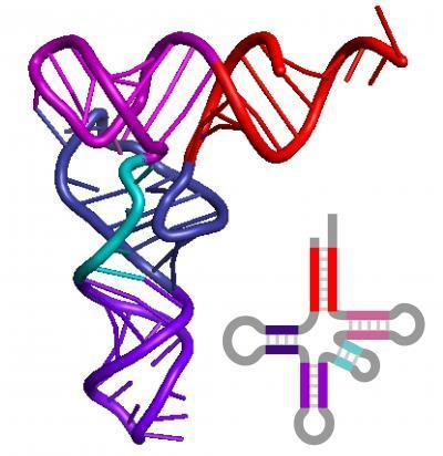 rna酶在细胞内可以降解snorna,scrna等小分子rna,也可以降解mrna和