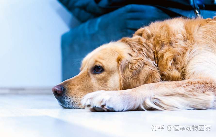 小动物帮助治病 快速解析风靡全球的动物辅助疗法运用于老年人康复的优缺点 养老