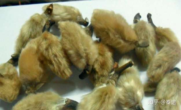 辛夷是什么 辛夷的功效与作用 知乎