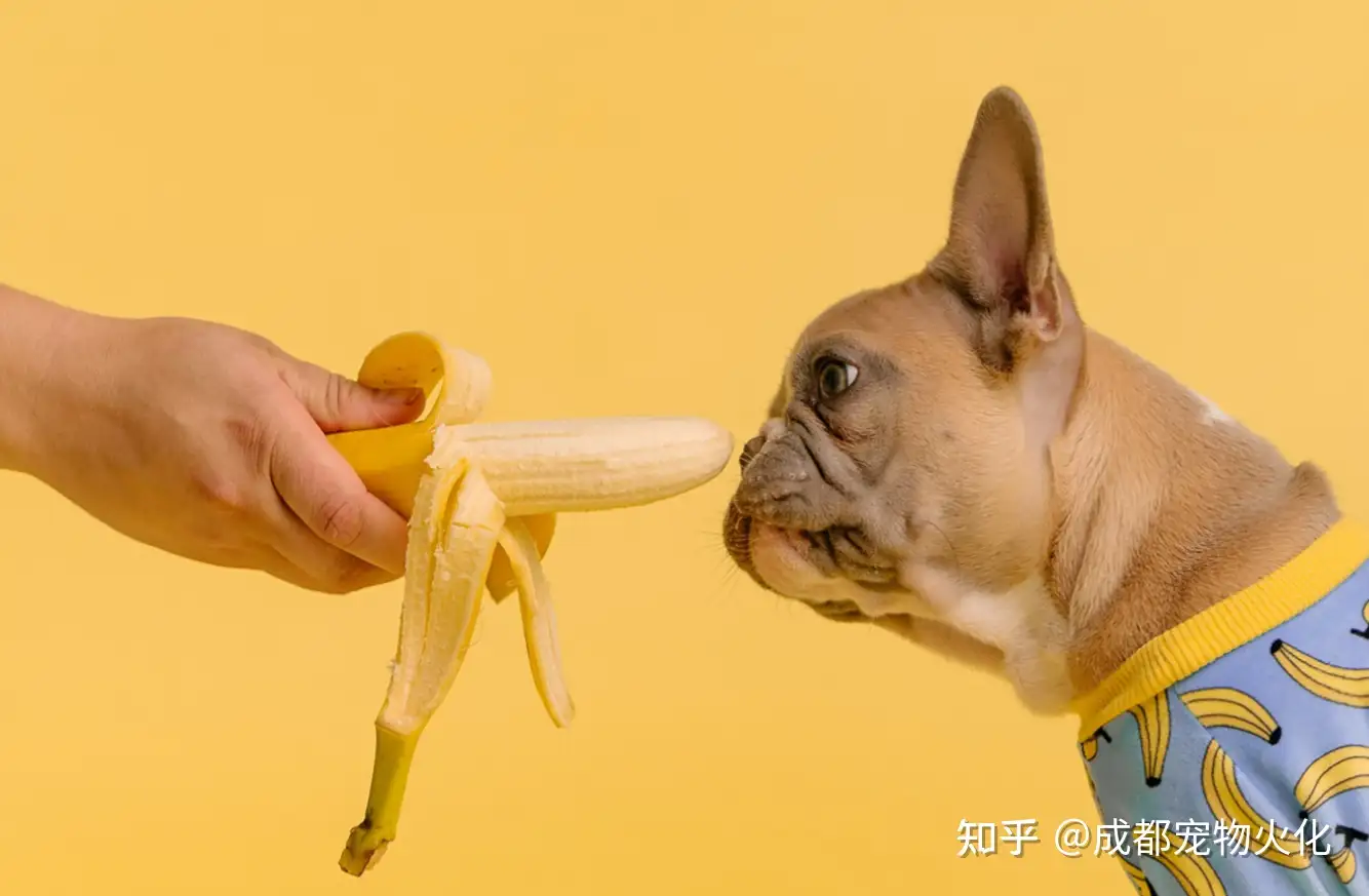 哪些食物可以提高狗的免疫力 知乎