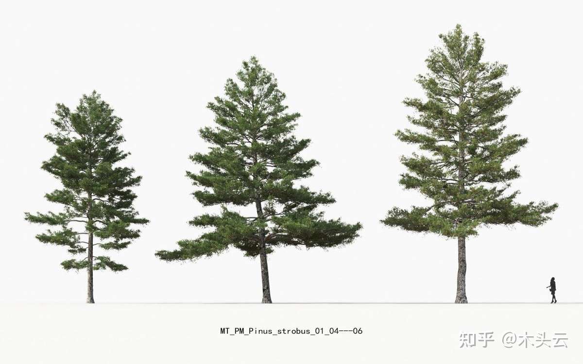 针叶材与阔叶材的特点及应用 知乎 针叶材与阔叶材的特点及应用 知乎
