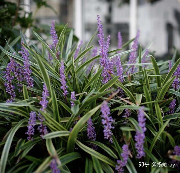 花园的重头戏 草本植物 知乎