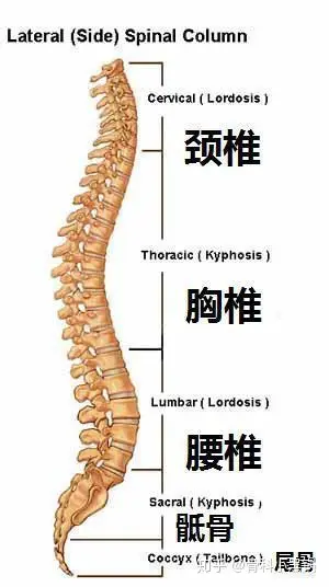 脊椎图片位置示意图图片