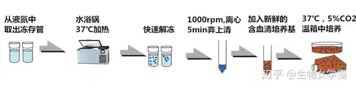细胞复苏过程|700